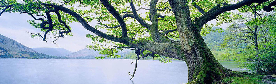 Big tree by a lake