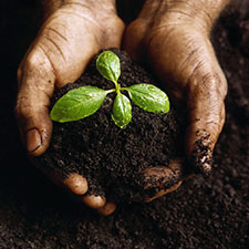 Hands holding a plant